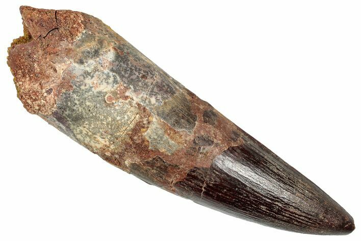 Real Fossil Spinosaurus Tooth - Huge Dinosaur Tooth #351613
